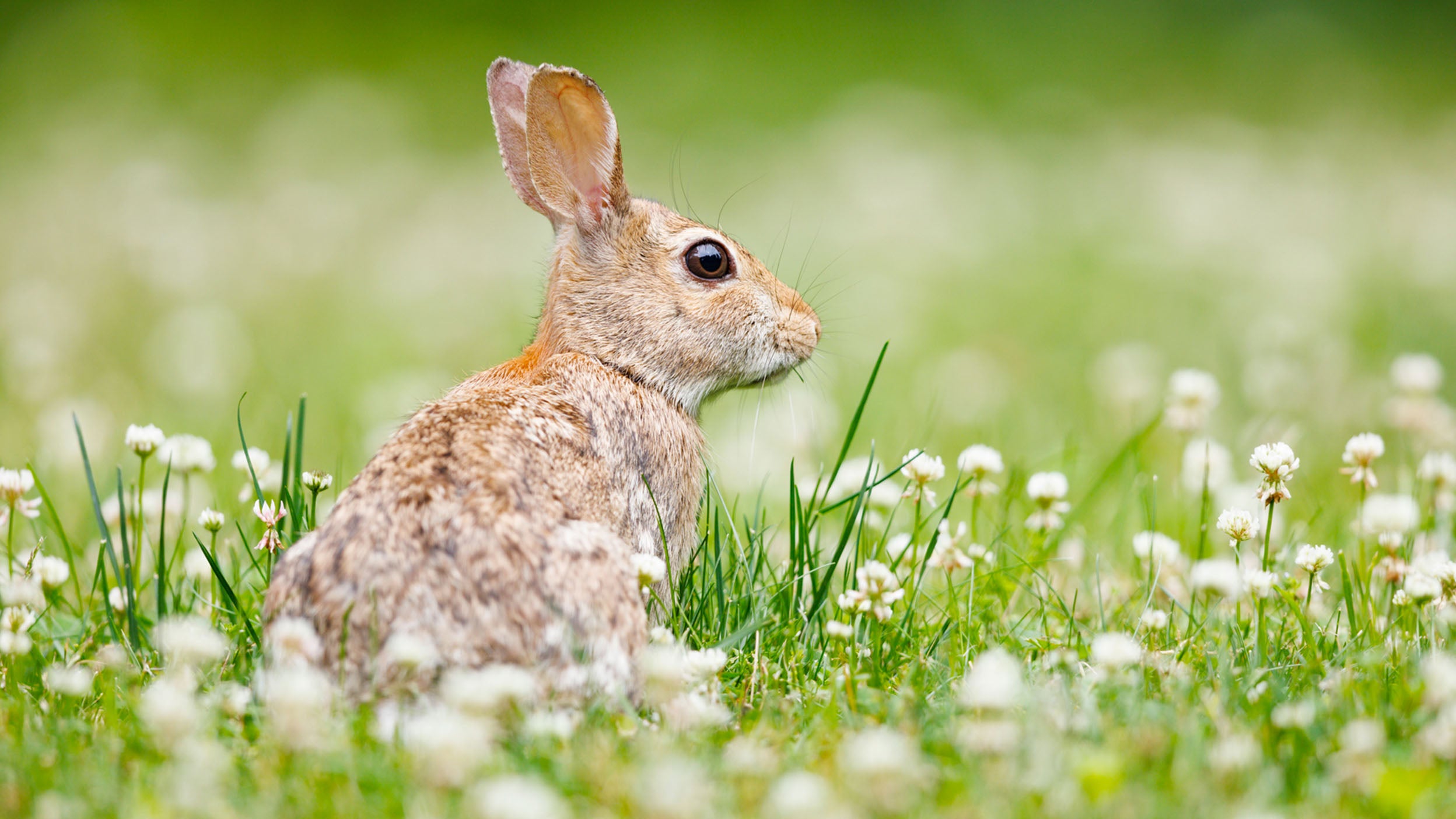 Is Year Of The Rabbit Lucky In 2025