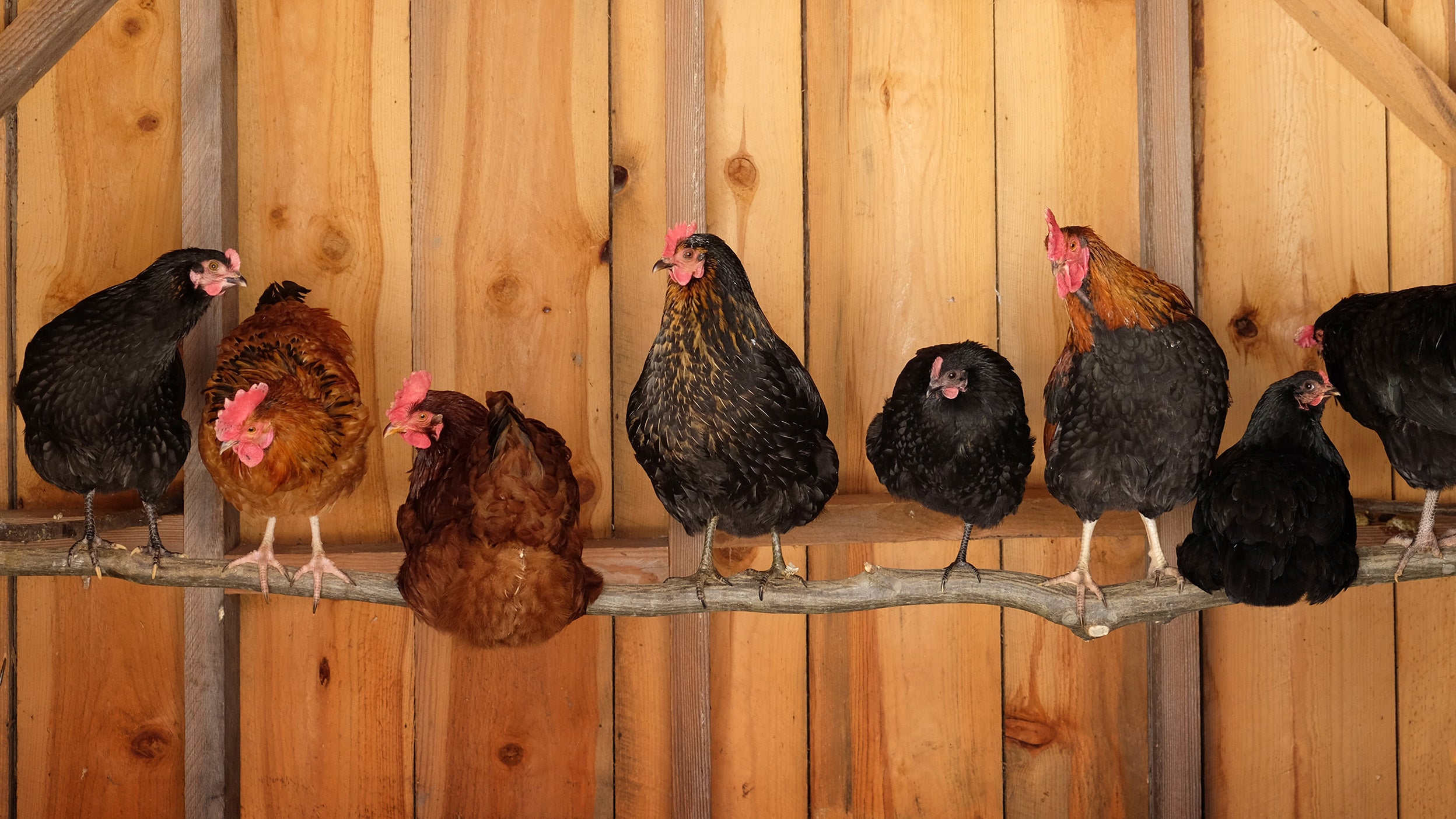 What happens when central banks’ chickens come home to roost?