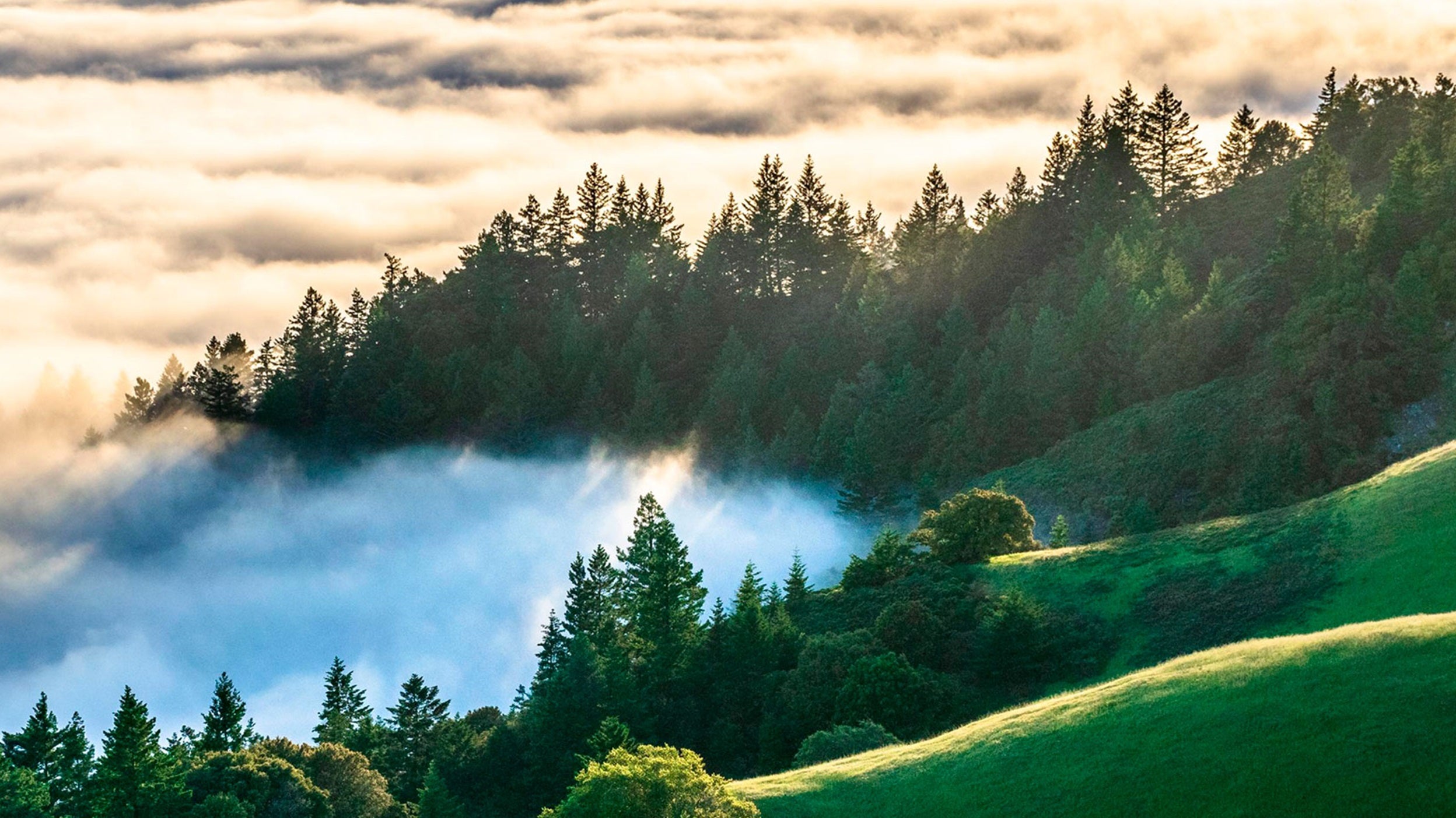 forêt culminant à travers les nuages​- rendement total