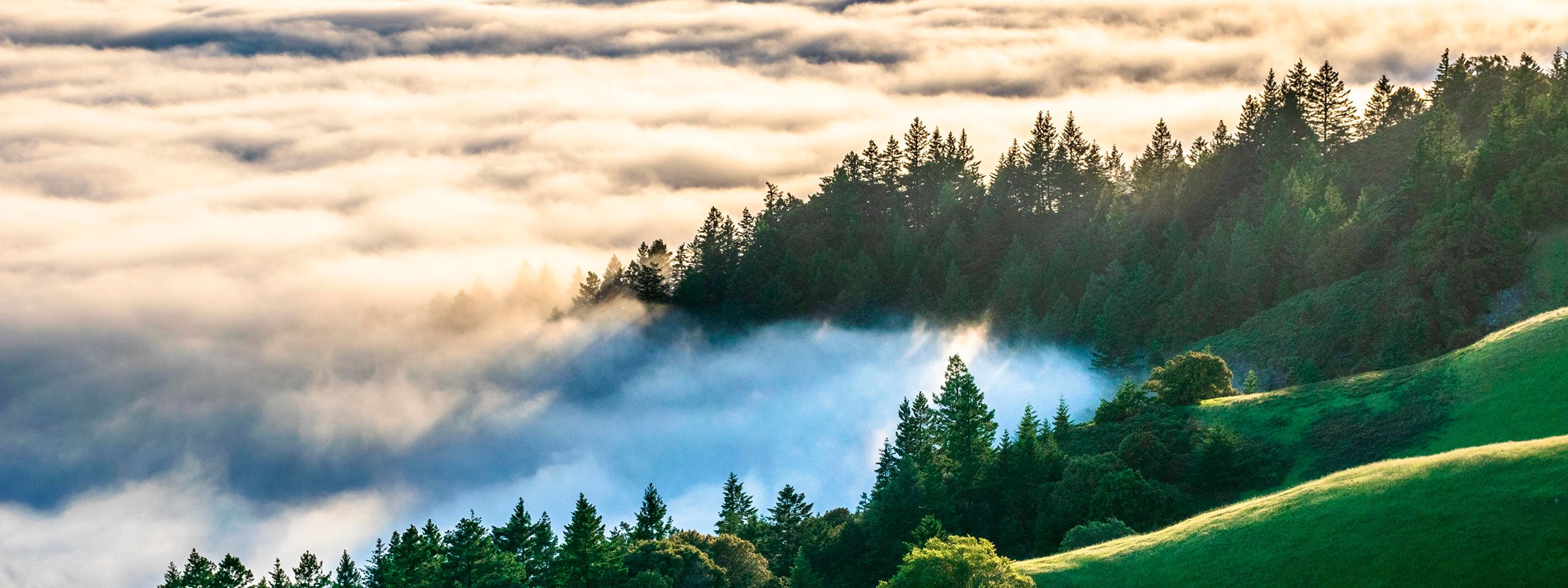 forêt culminant à travers les nuages​- rendement total