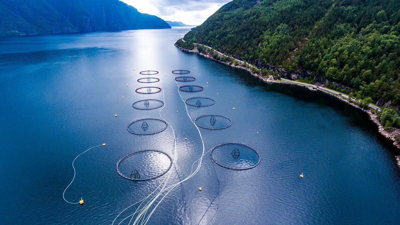Investing in aquaculture: how do the risks weigh against the rewards? 