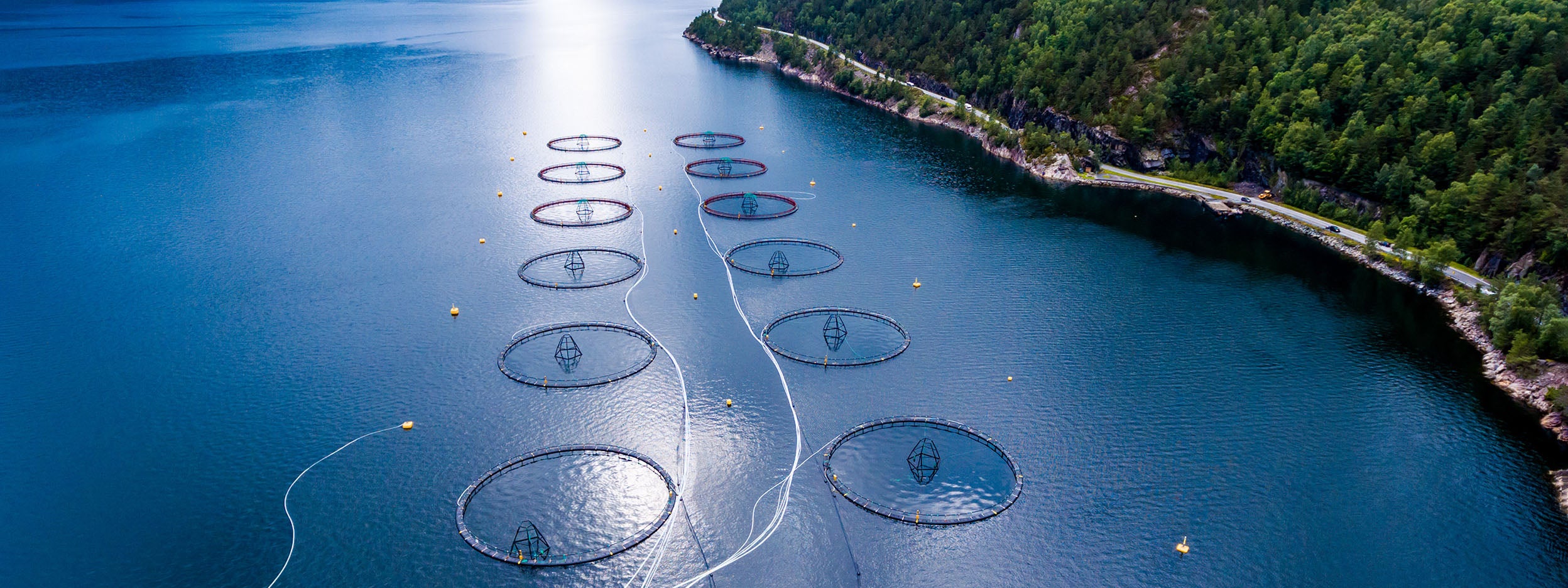 Investing in aquaculture: how do the risks weigh against the rewards?