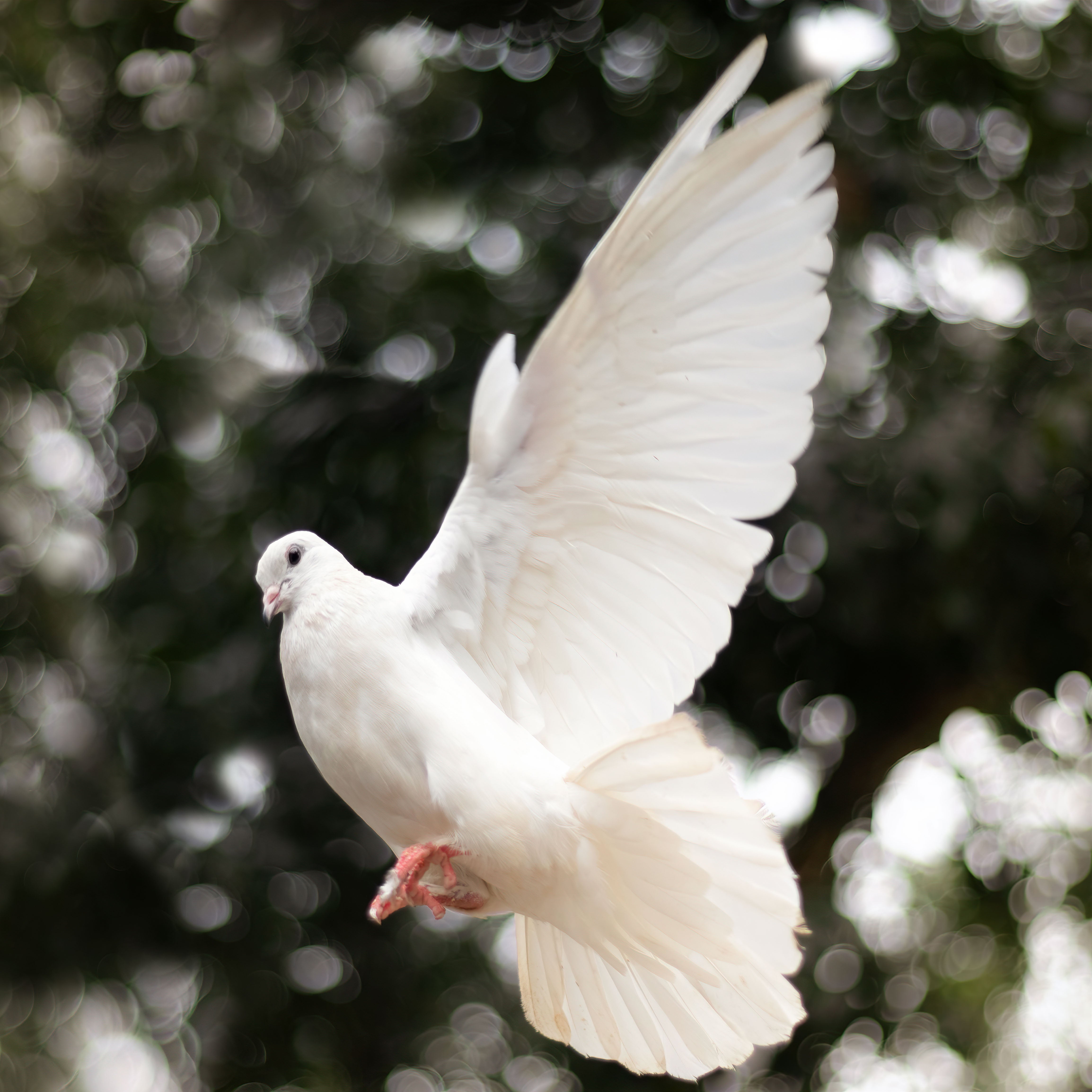 Low angle view of dove flying against trees