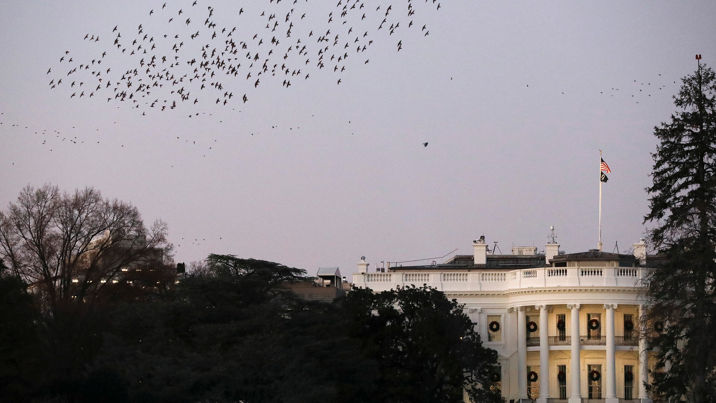 View of The White House, Washington D.C., with birds flying overhead