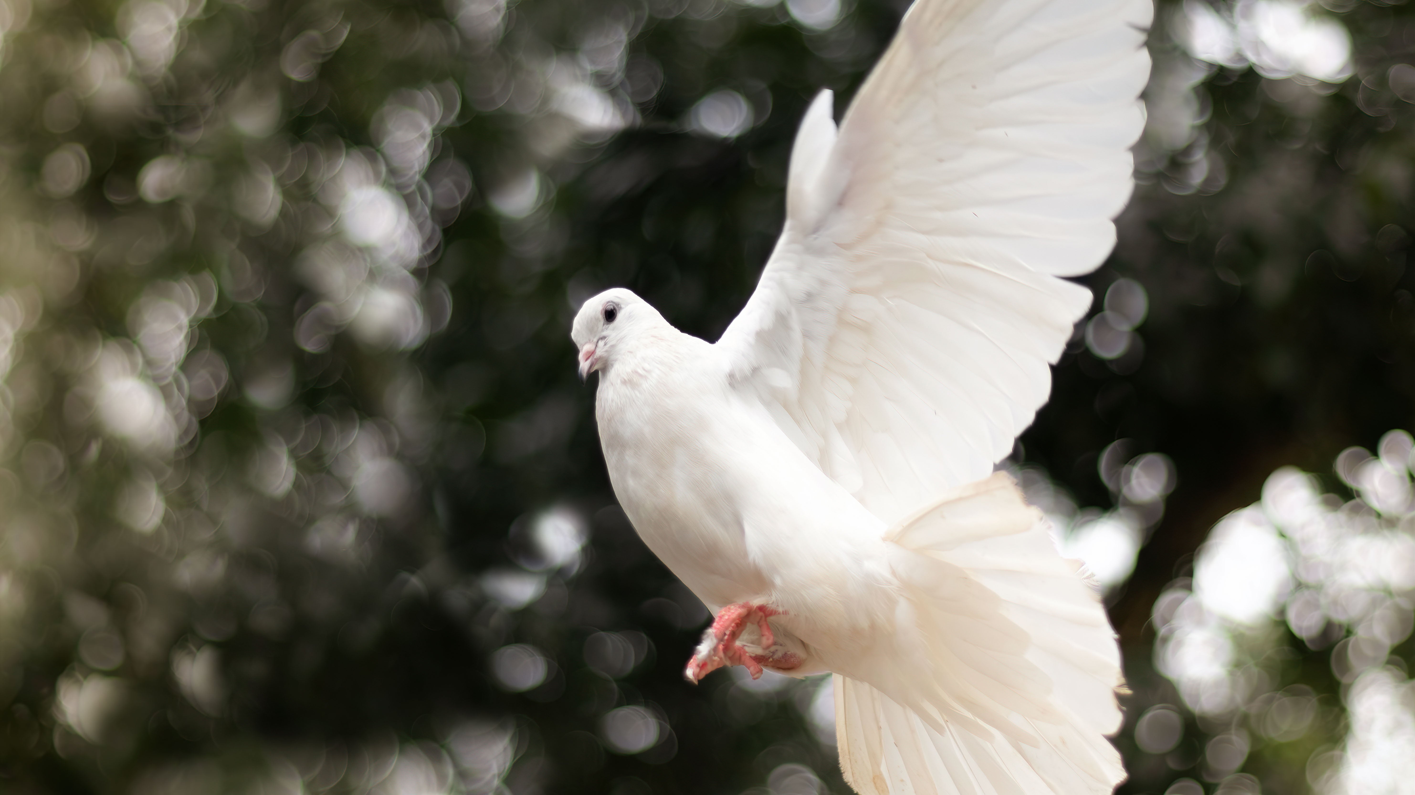 Low angle view of dove flying against trees