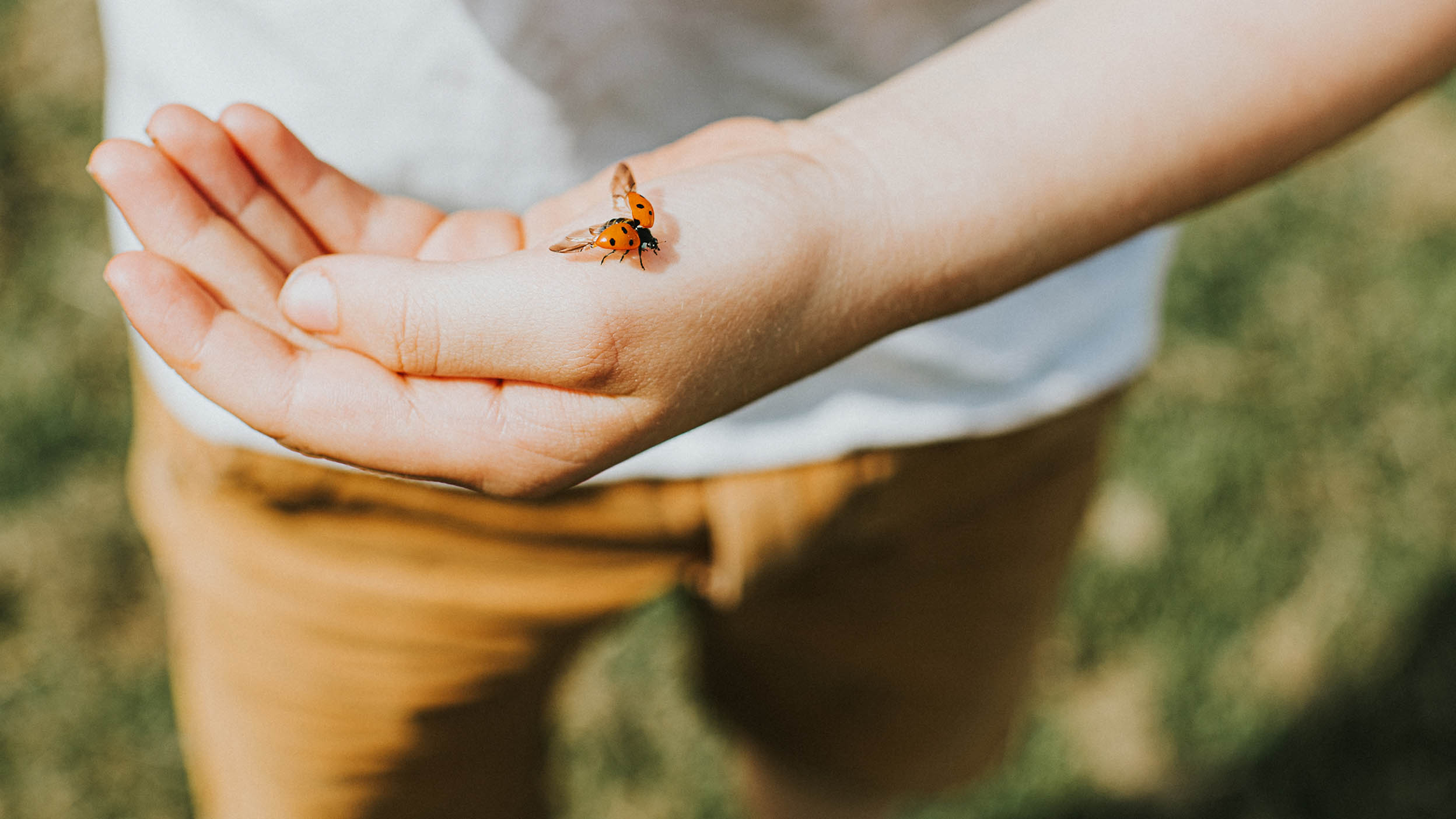 Une coccinelle se pose sur la main d’un enfant