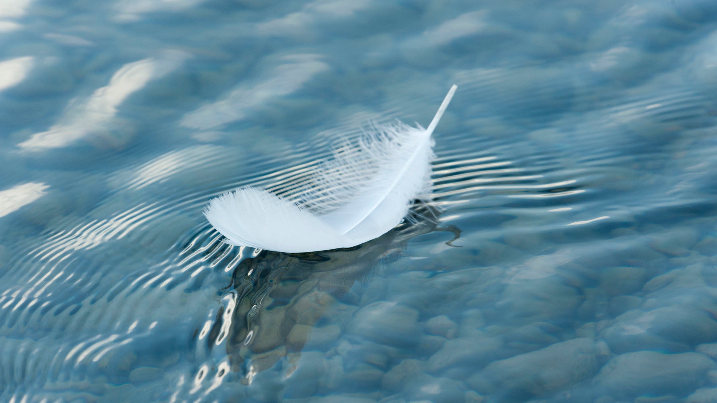 A feather floats on the surface of the water