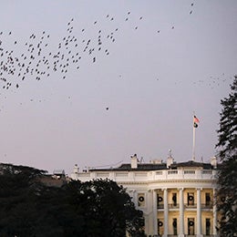 View%20of%20The%20White%20House,%20Washington%20D.C.,%20with%20birds%20flying%20overhead
