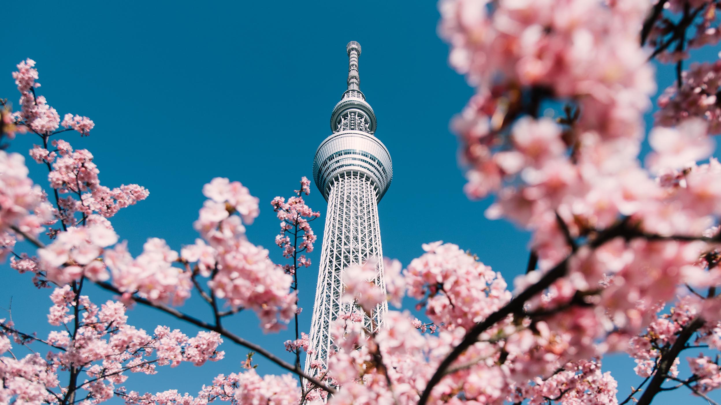 Cherry Blossom and Sakura with Tokyo Tower in the background