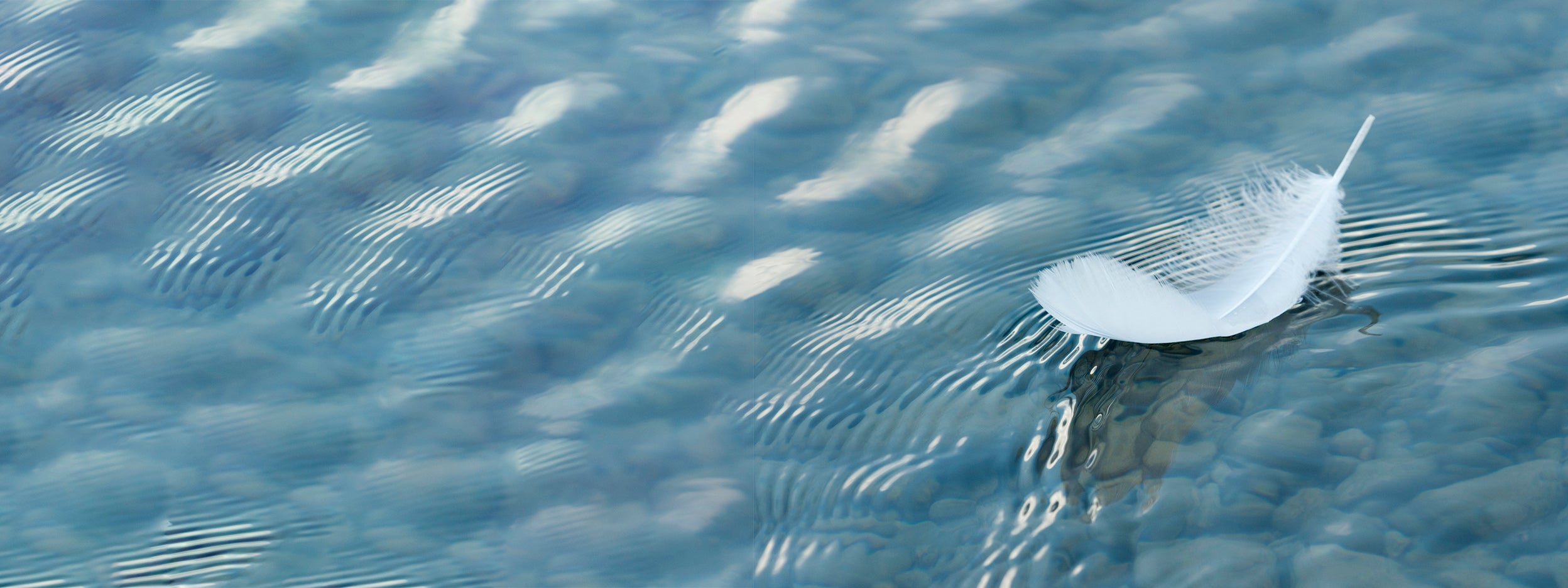 Feather floating on a water